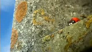 как божья 🐞 коровка дразнит мух