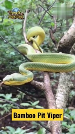 Bamboo Pit Viper