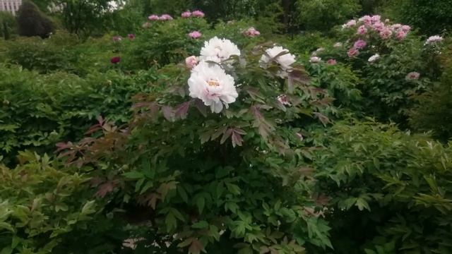 Коллекция Марианны Успенской в Ботаническом саду МГУ. смотреть онлайн