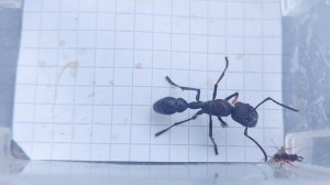 Odontomachus rixosus (China) vs Paraponera clavata (Ecuador) 11.08.2023