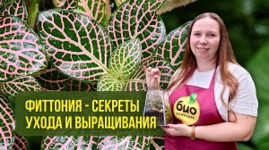 Фиттония - секреты ухода и выращивания