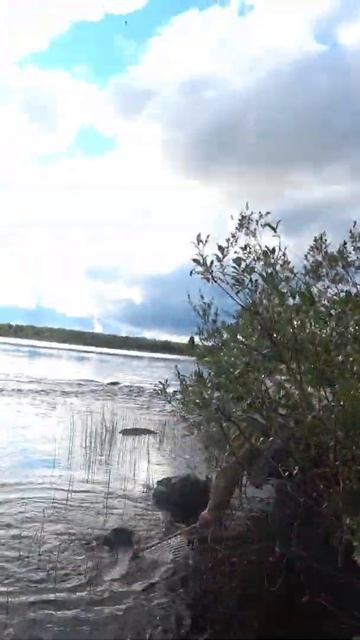Кольский. Малые реки. Поимка хорошего Хариуса другом.  #shorts  #fishing  #хариус #кольский