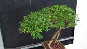 21 Year Old Thousand Star Serissa Flowering Semi Cascade Specimen Bonsai Tree