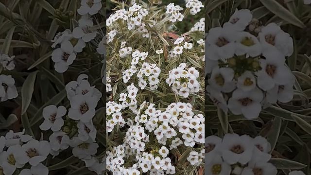 Аромат весны в октябре!!!! Алиссум вегетативный!!