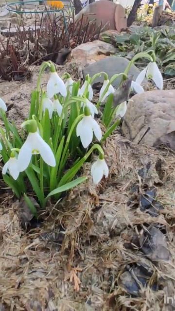 Первоцветы в моём саду