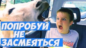 Лучшие приколы. Попробуй не засмеятся. Смешные видео и фейлы