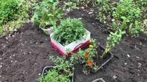 Новая клумба с нуля. Много разных цветов