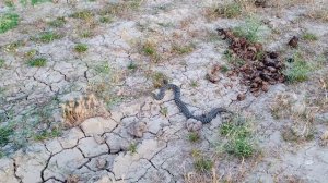 Змея 🐍 ползет возле дороги #snake .ст.у