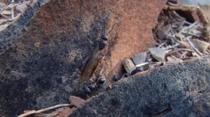 Calomyrmex sp Preparing For Nuptial Flights