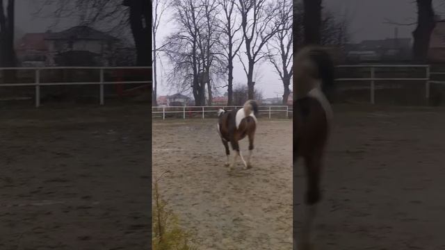 ИГРЫ С ЛОШАДЬЮ #лошади #horse #доверие #смешныелошади