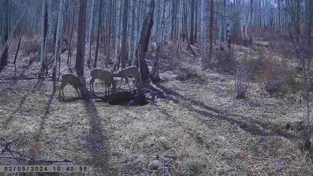 СЕМЬЯ СИБИРСКИХ КОСУЛЬ смотреть онлайн