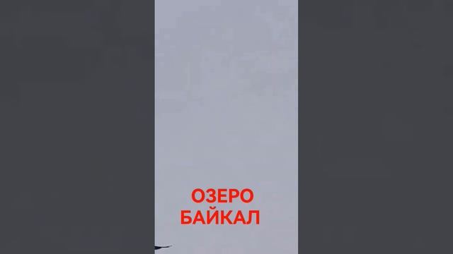 ОЗЕРО БАЙКАЛ ЧАЙКИ ЕДЯТ С РУК #shorts смотреть онлайн