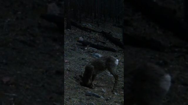 СИБИРСКАЯ КОСУЛЯ ХИТРЫЙ Лис #shorts
