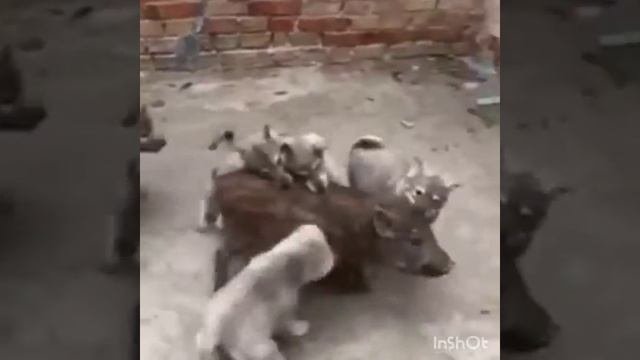 Щенки лайки работа по кабану.