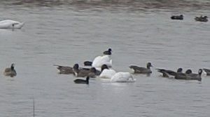 Лебединое озеро 2