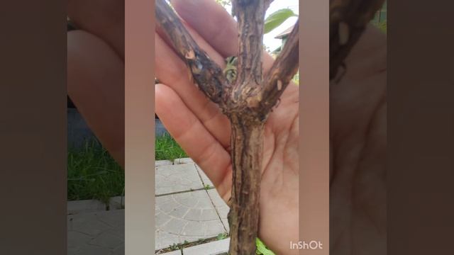 В гибели гортензии ищите свои ошибки .