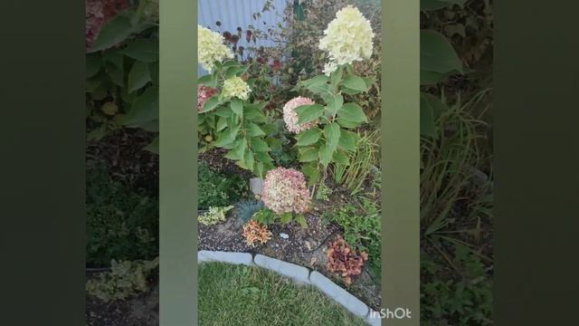 Сорта гортензий, которые не горят: Graffiti, Little Lime, BS, Pixio, Bonfire и др. Часть2.