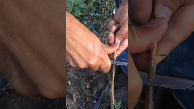 IMG 8600 Прививка яблони