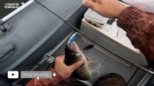 ЭТО ЛУЧШАЯ приманка на СУДАКА | Рыбалка на ДЖИГ