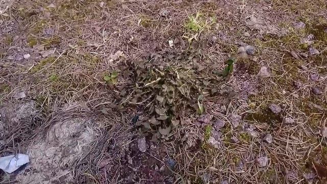 Борьба с сорняками на газоне химическими средствами. смотреть онлайн