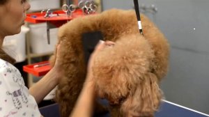 Самое распространенное место колтунов у пуделей