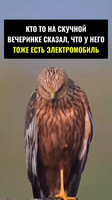 Когда видишь своих даже в толпе смотреть онлайн