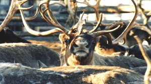 День Оленя!!!