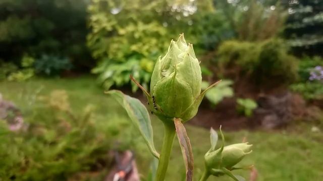 Пионы и муравьи, не друзья но и не враги. смотреть онлайн
