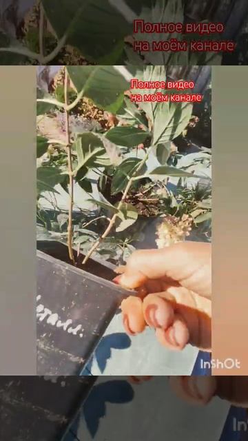 Предлагаю саженцы самых популярных сортов по АКЦИИ.