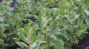 Семена бобов Овощные НК Элит. От семян до урожая.