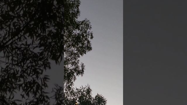 Police in helicopter - manhunt going on in Berkeley 911 BPD смотреть онлайн