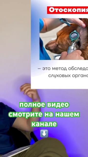 видеоотоскопия в ветеринарии