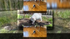 YTPMV А ну ка Давай ка КОШКИ МЫШКИ Официальный Клип Scan