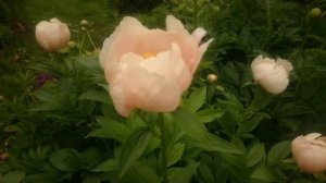Paeonia Soft Apricot Kisses