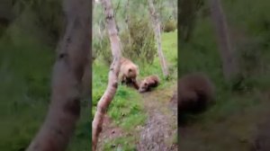 медведи на Териберке