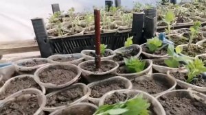 ПЛАТИКАДОН синий пробудился Формируем кусты и черенкуем!✂️