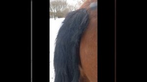 Любимая попа Коня.