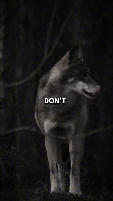 Listen up…#motivation #shortvideos #shorts #quotes смотреть онлайн