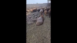 ВЫЛЕЧИЛ ВОСПАЛЕНИЕ ЛЕГКИХ У КАЧКАРОВ АРАШАНОВ (ГИССАРОВ) | ОДДЫШКА У БАРАНА, СОПЛИ У БАРАНА, КАШЕЛЬ