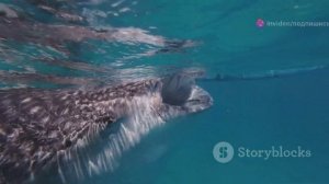 10 удивительных фактов об акулах