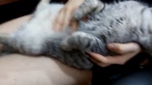 Шотландский вислоухий толстый кот