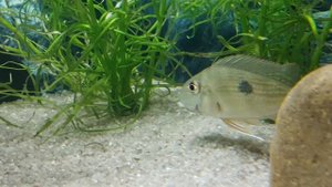 Геофагус суринамский