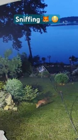 Sniffing fox on LMC #shorts #shortvideo #animals #fox #nature #wildlife #lakelife