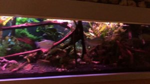 Parachanna obscura - just relaxing...