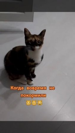 Говорящая кошка !!! 🤣🔥🐱