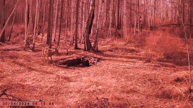 ТРОФЕЙНЫЙ ГУРАН смотреть онлайн