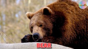TOP 20 MOST DANGEROUS ANIMALS - NAMES AND SOUNDS FOR KIDS LEARNING
