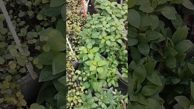 "Спорная" альстромерия в январе. Такая лучше летом была бы!