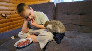 Зелёная мартышка Вася,  пробует замороженную клубнику.