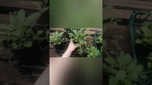 Семенная петуния рассада и сорта : Тайдал, изи вейв, джоконда, трилогия, опера, шок вейв, фото финиш